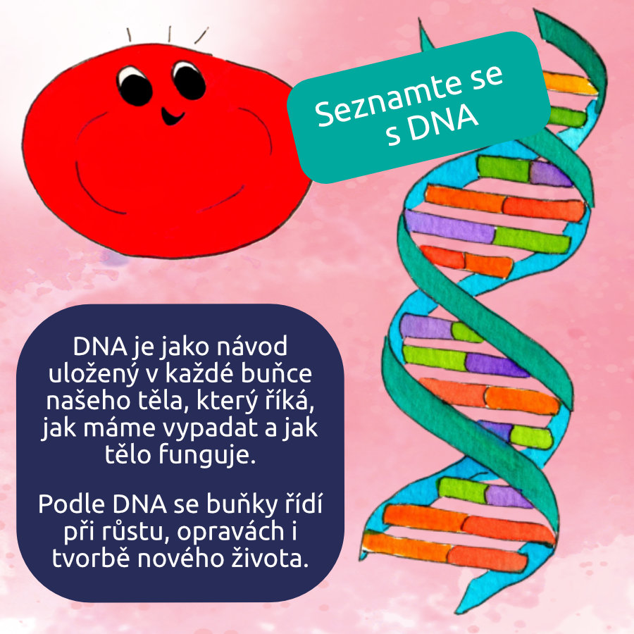 Seznamte se s DNA